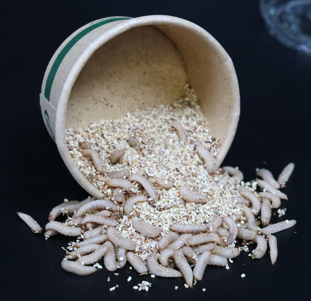 Fish Candy- 100ct Pre-Cupped