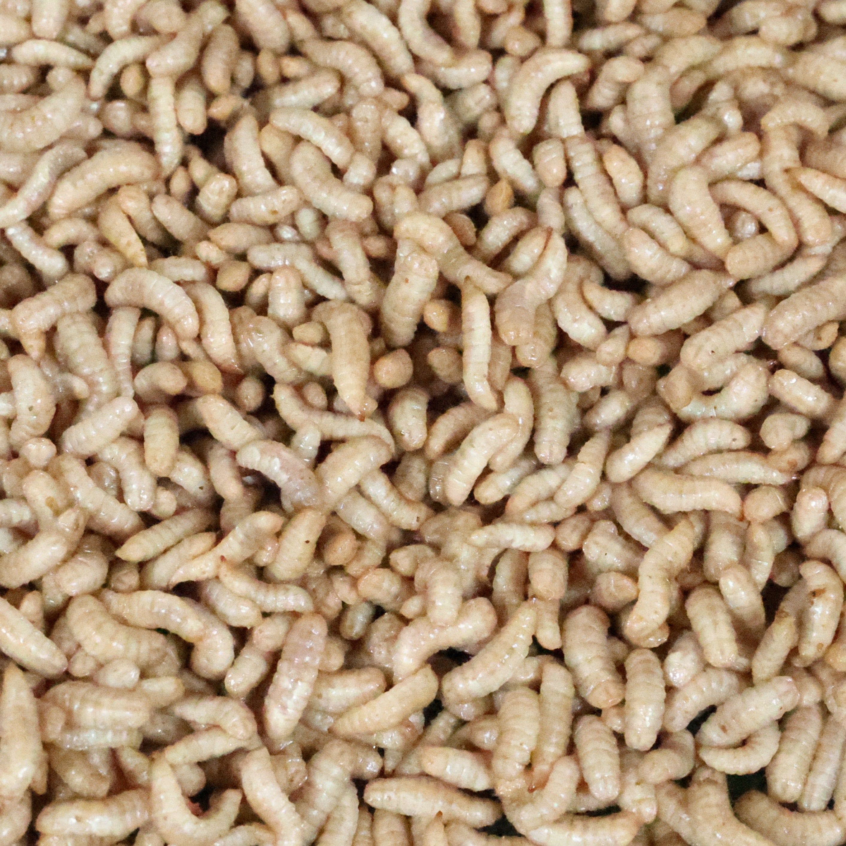 Fish Candy Bulk- 250ct cup